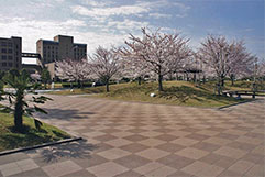 浦安市明海大学(千葉県)使用製品:透水性平板